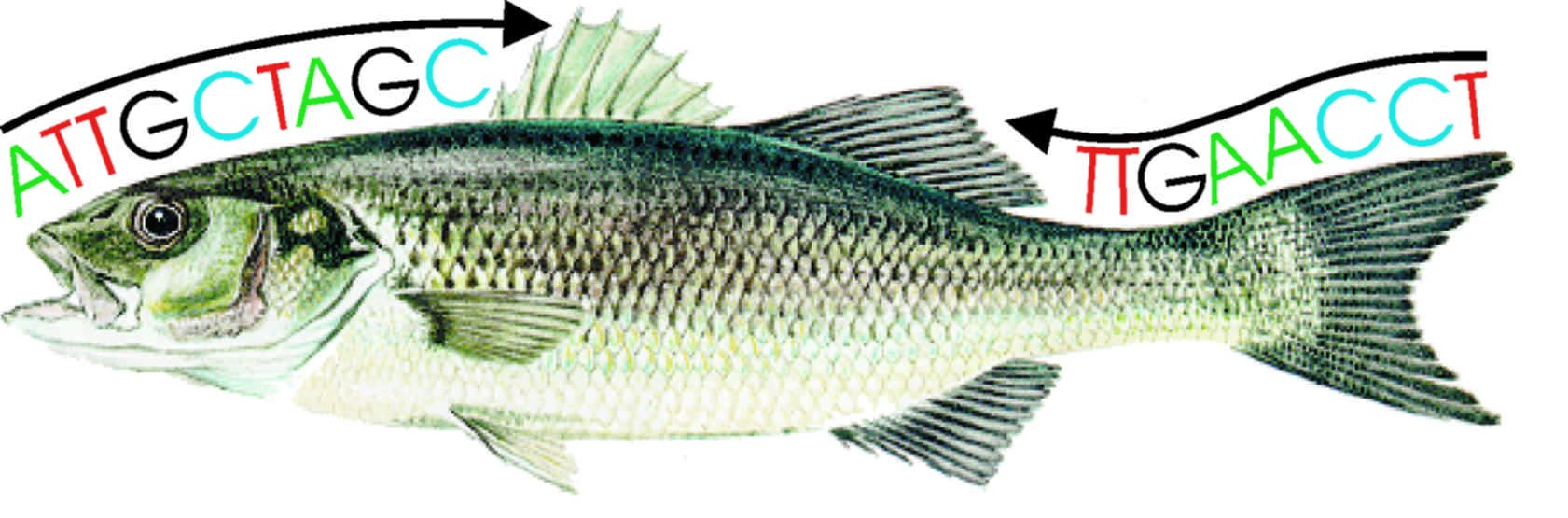 European Seabass